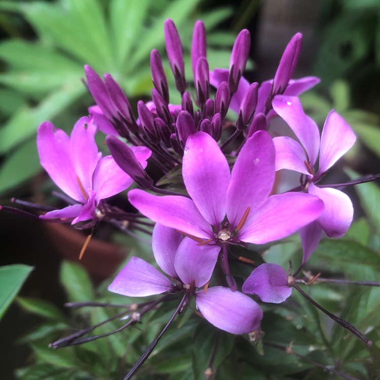 plant image 1055850
