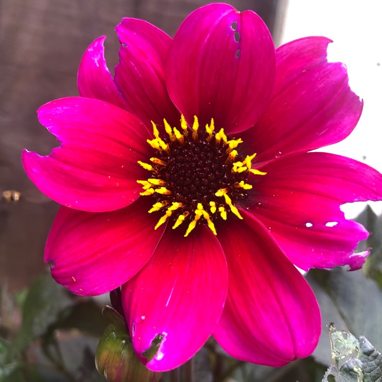 plant image 1115058