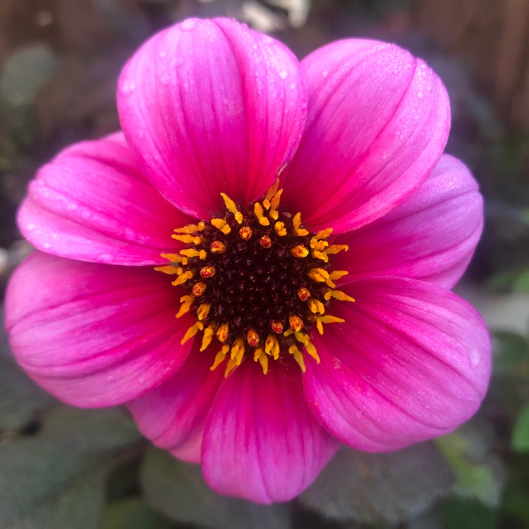 Plant image Dahlia 'Roxy'
