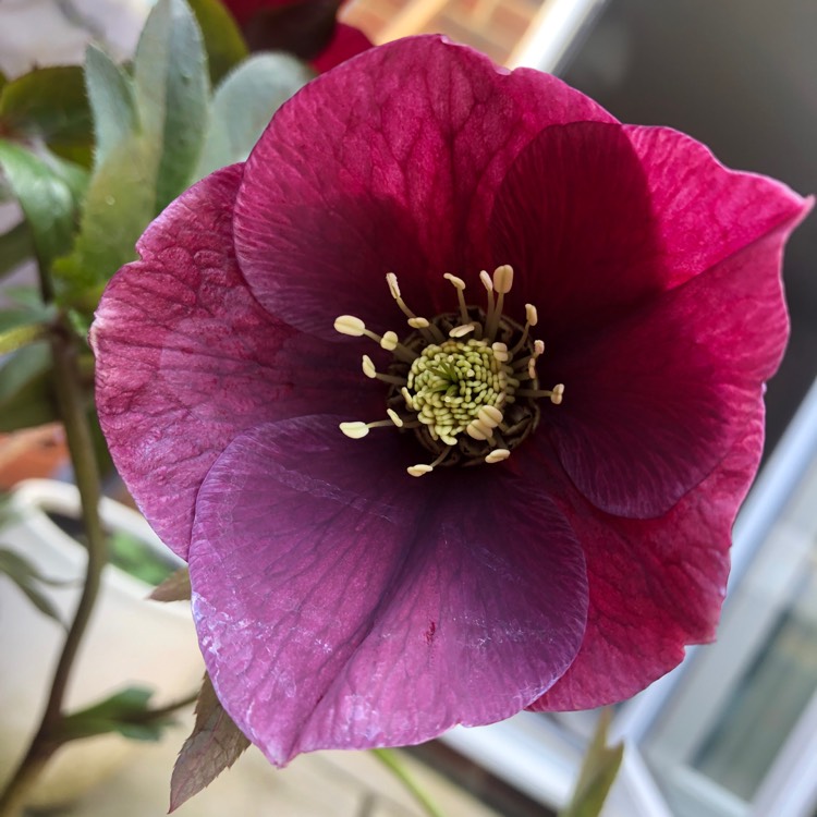 plant image 1238182