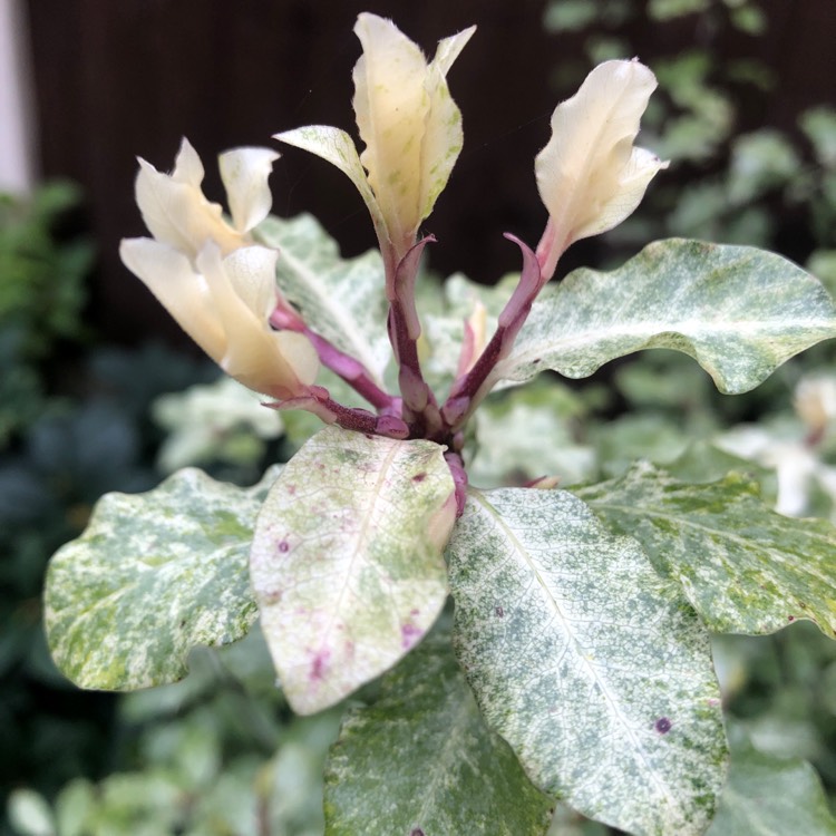 Plant image Pittosporum tenuifolium 'Variegatum'