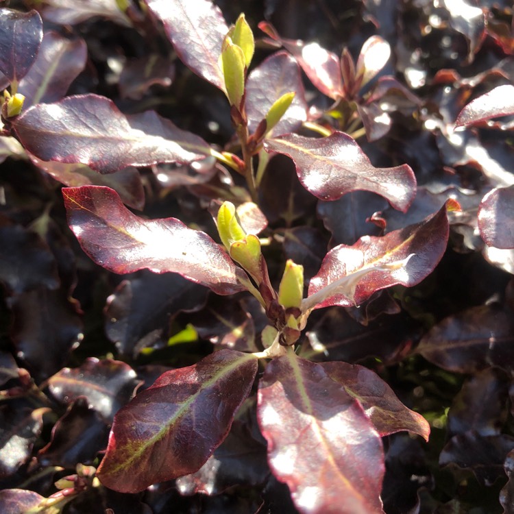 plant image 1254741 plant image 1254741