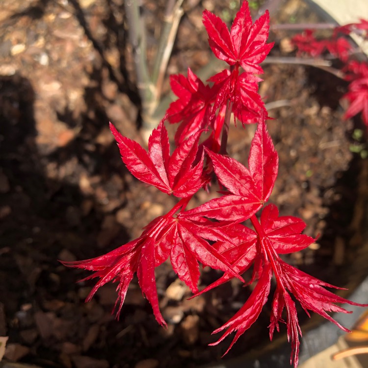 Plant image Acer Palmatum 'Beni-Maiko'