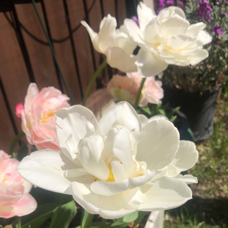plant image 1273403