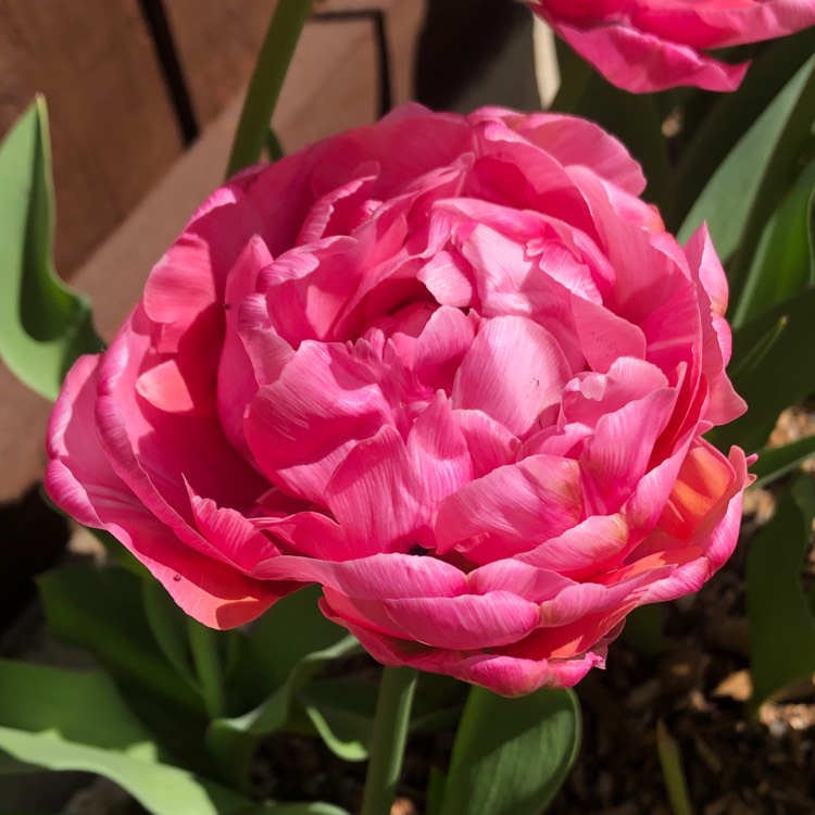 Plant image Tulipa 'Amazing Grace'