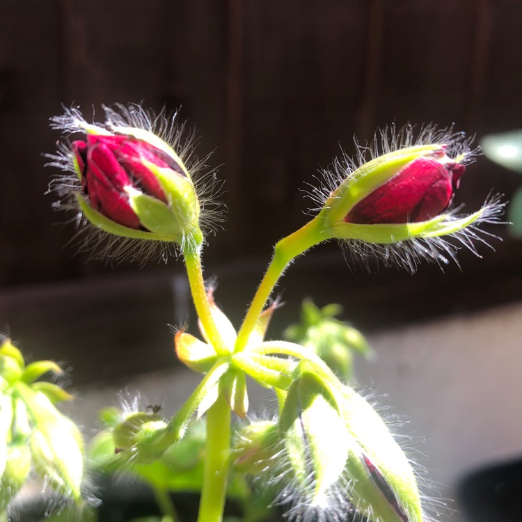 plant image 1310873