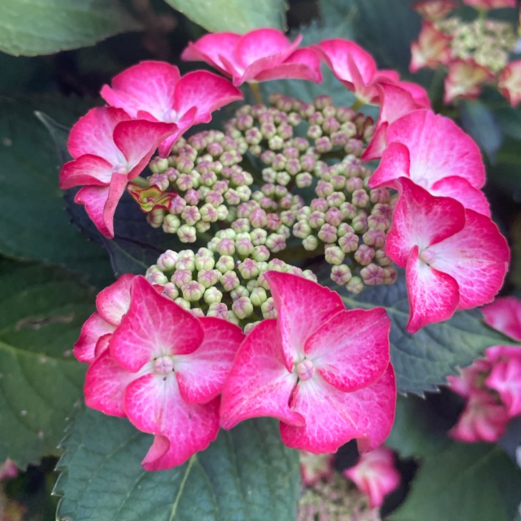 plant image 1339662 plant image 1339662