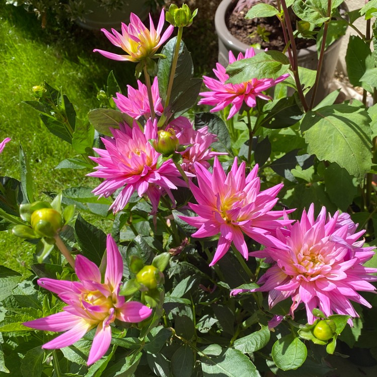Plant image Dahlia 'Karma Pink Corona'