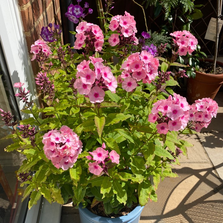plant image 1359380 plant image 1359380