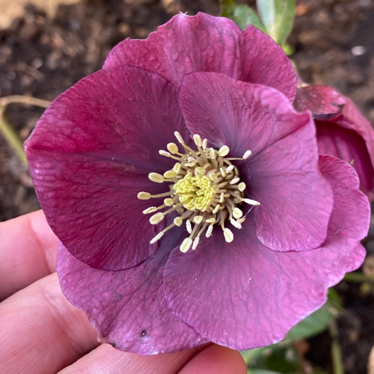 plant image 1447671