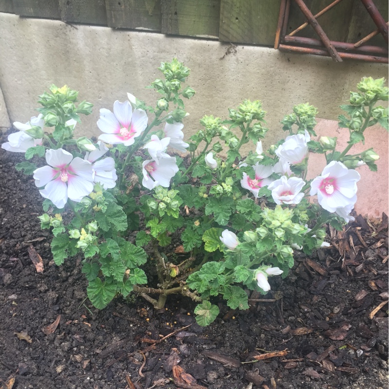 plant image 147891