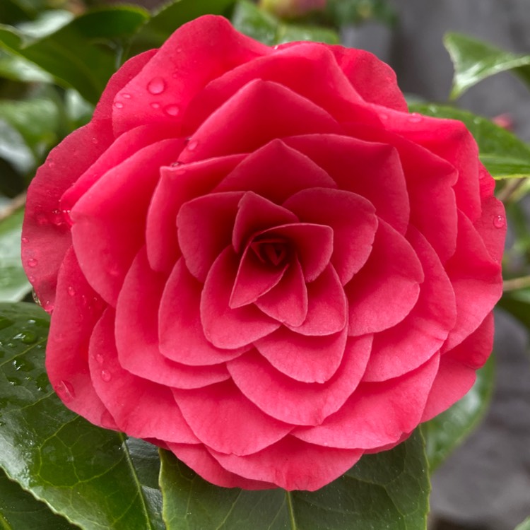plant image 1479846 plant image 1479846