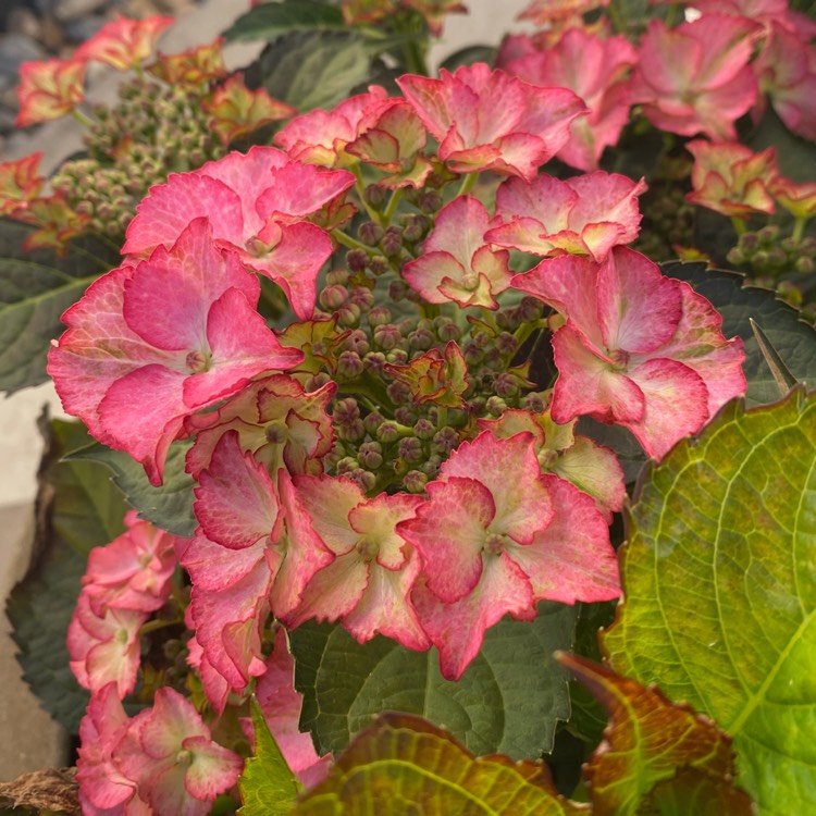 plant image 1501362 plant image 1501362