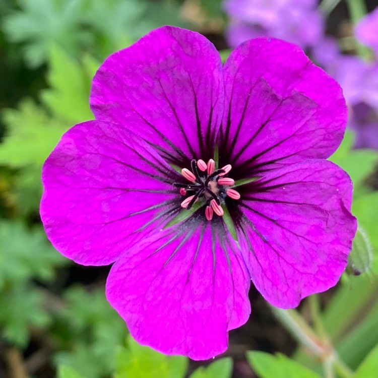 plant image 1506494 plant image 1506494