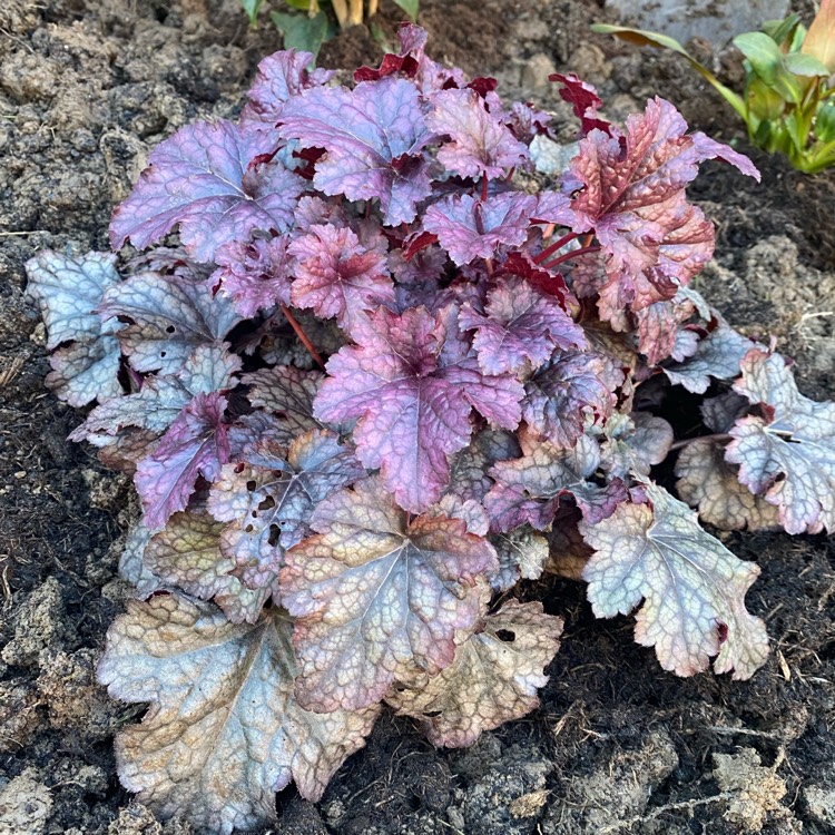 Plant image Heuchera 'Plum Pudding'