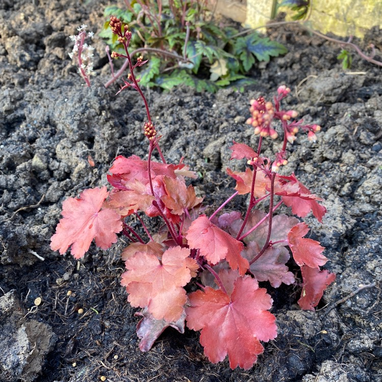 Plant image Heuchera 'Fire Chief'