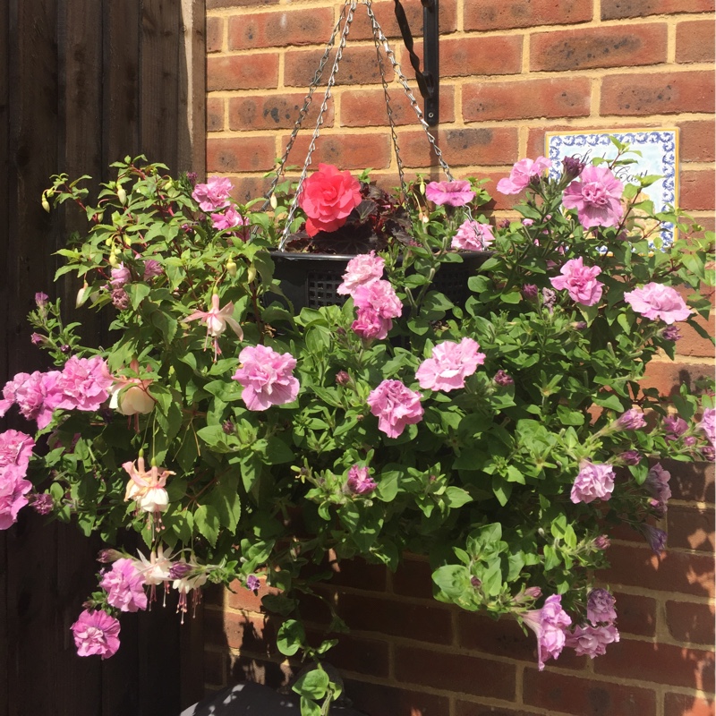 plant image 157265 plant image 157265