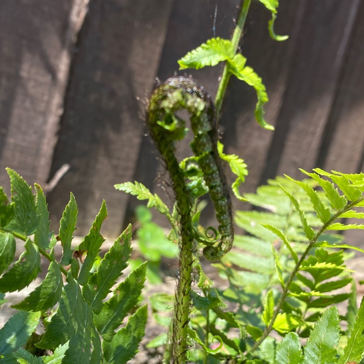 plant image 1578219 plant image 1578219