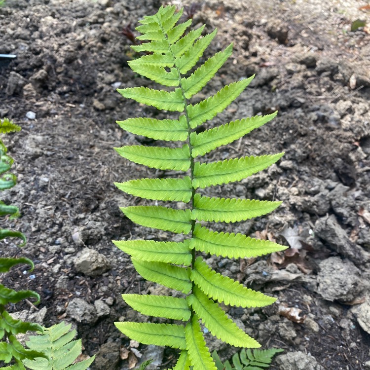 plant image 1581192 plant image 1581192