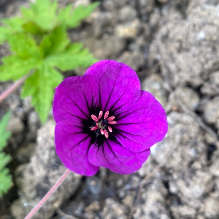 plant image 1581496 plant image 1581496