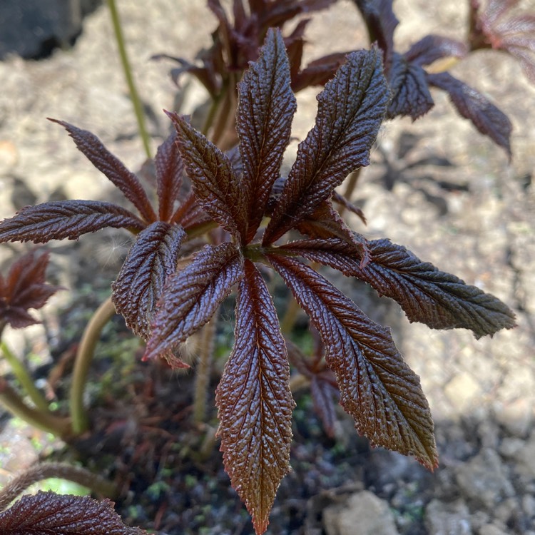 Plant image Rodgersia 'Bronze Peacock'