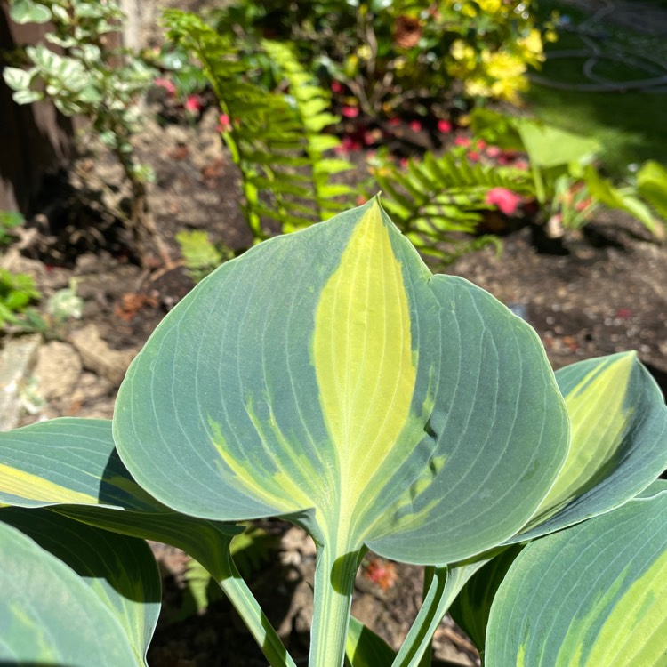 plant image 1587287