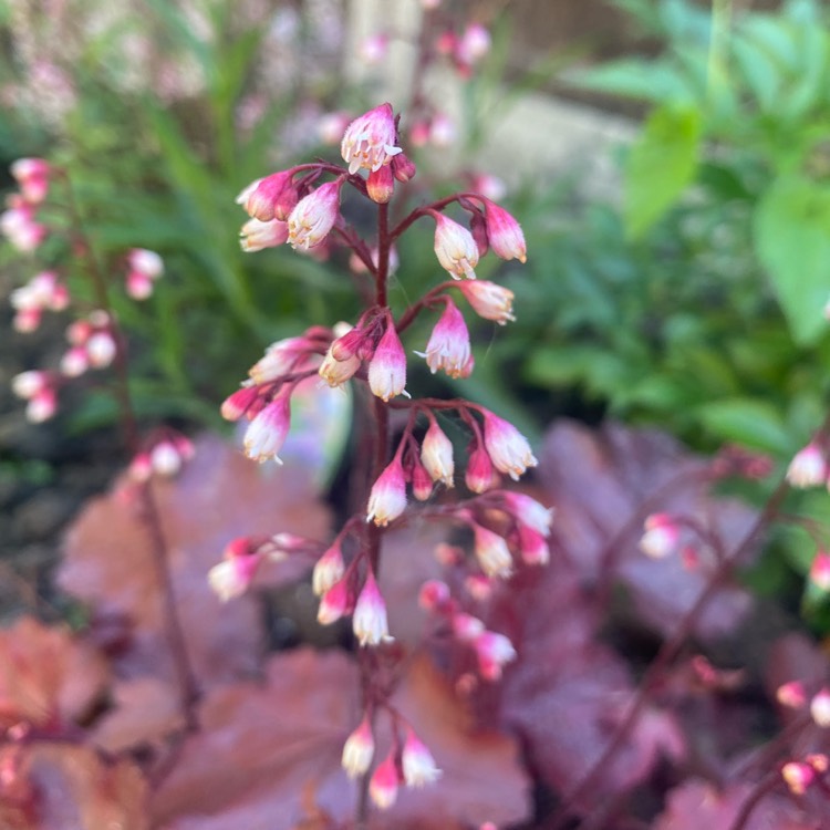 plant image 1589339 plant image 1589339
