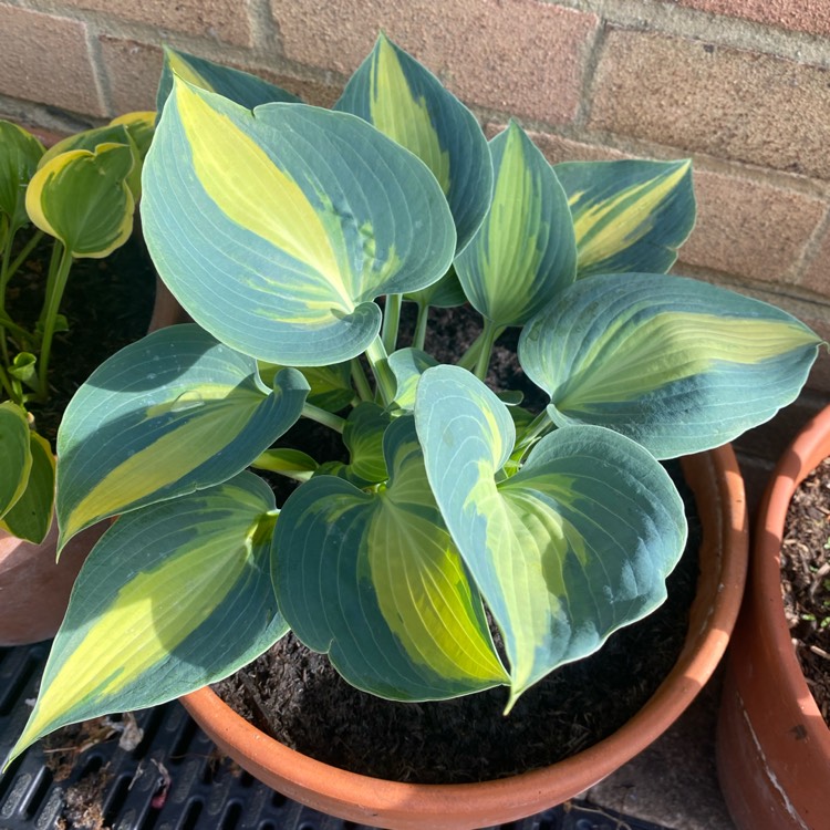 plant image 1589779