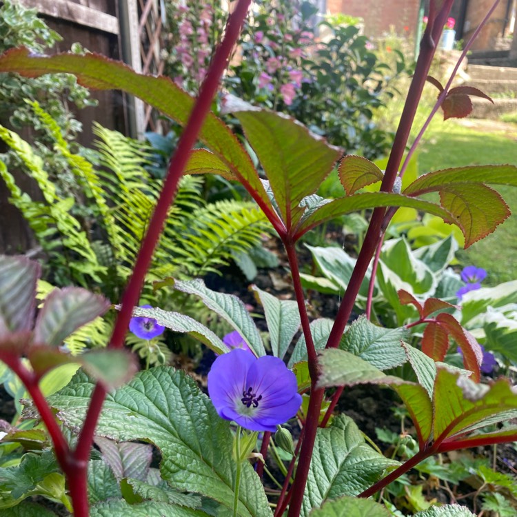 plant image 1601478 plant image 1601478