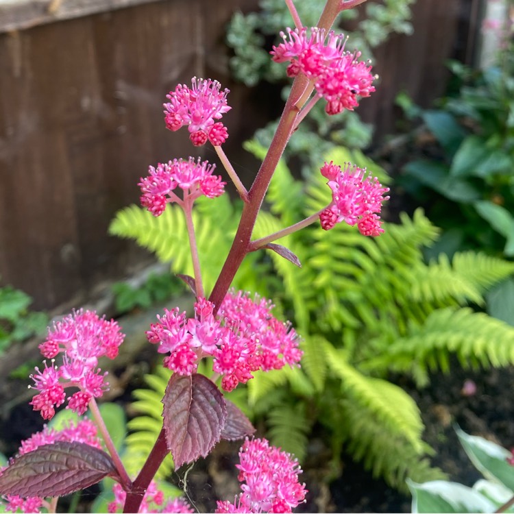plant image 1601479 plant image 1601479