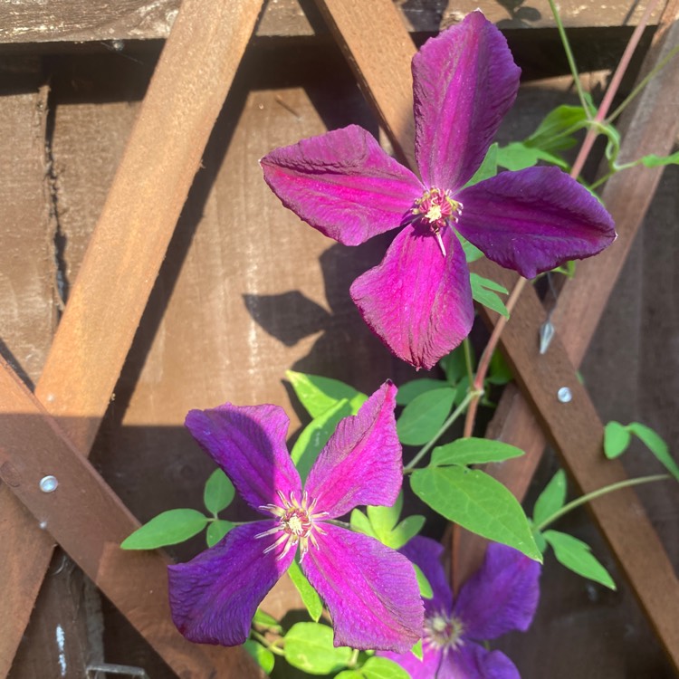 Plant image Clematis viticella 'Polish Spirit'