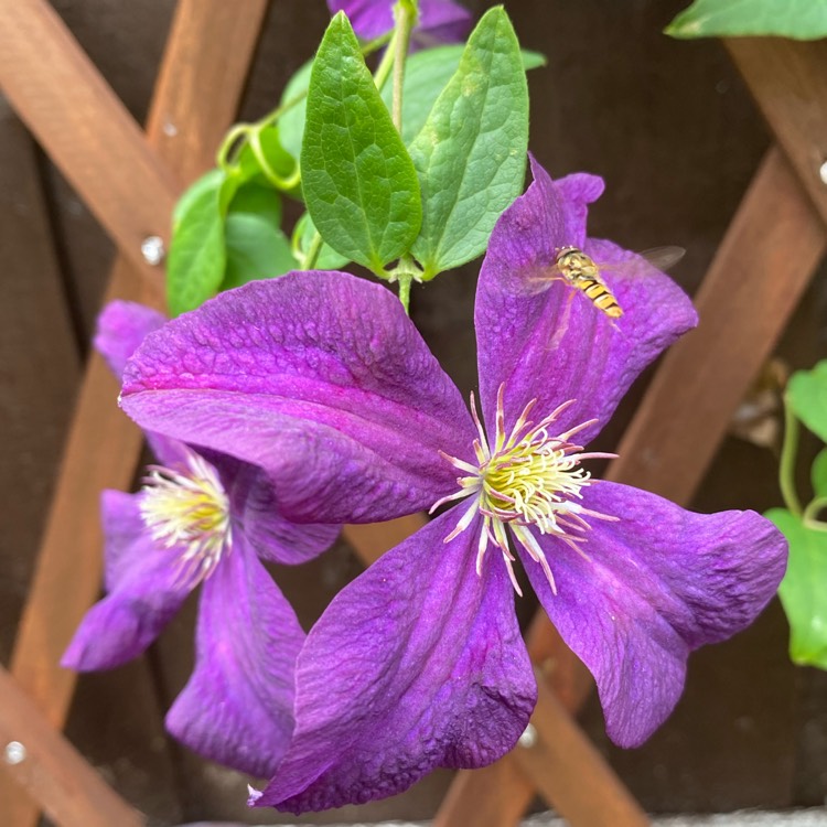 plant image 1622857 plant image 1622857