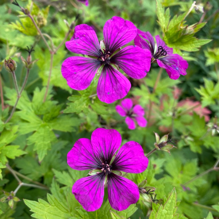 plant image 1622863 plant image 1622863
