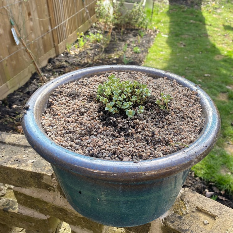 plant image 1650875 plant image 1650875