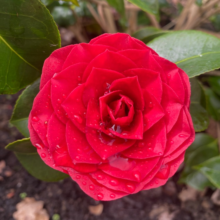 plant image 1654374 plant image 1654374