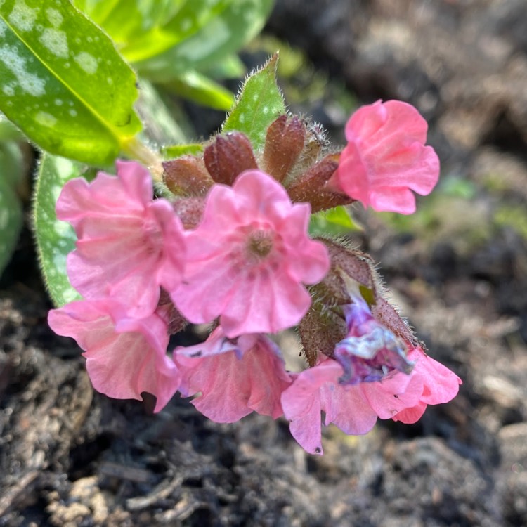 plant image 1656143