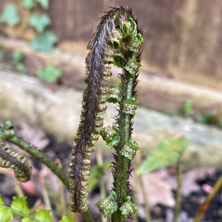 plant image 1657554 plant image 1657554