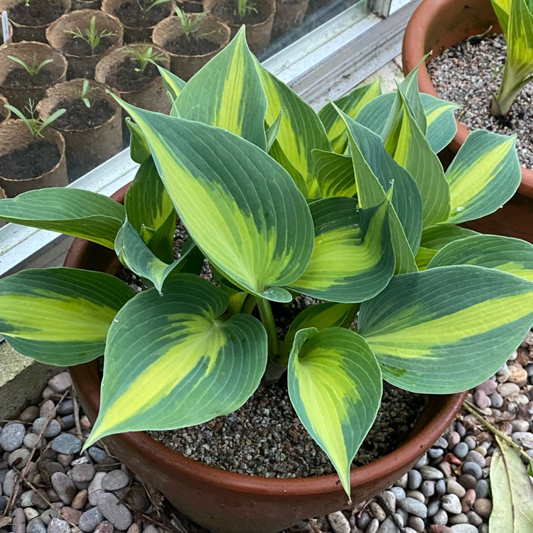 plant image 1661498