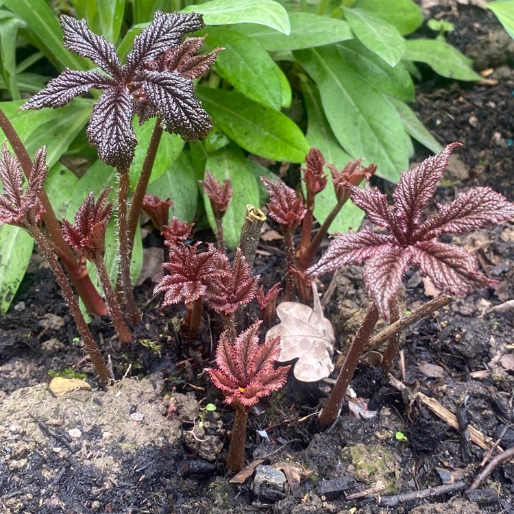 plant image 1662621 plant image 1662621