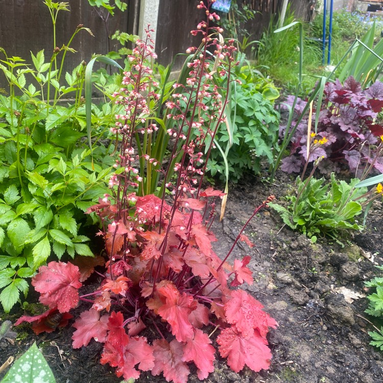 plant image 1662626 plant image 1662626