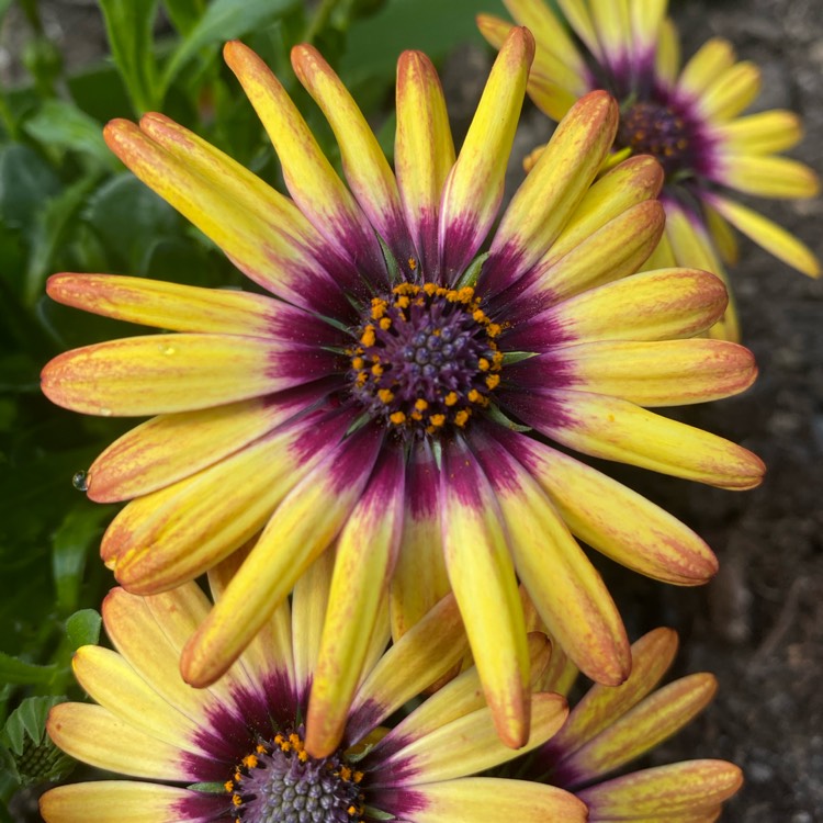 Plant image Osteospermum 'Serenity Blue Eyed Beauty'