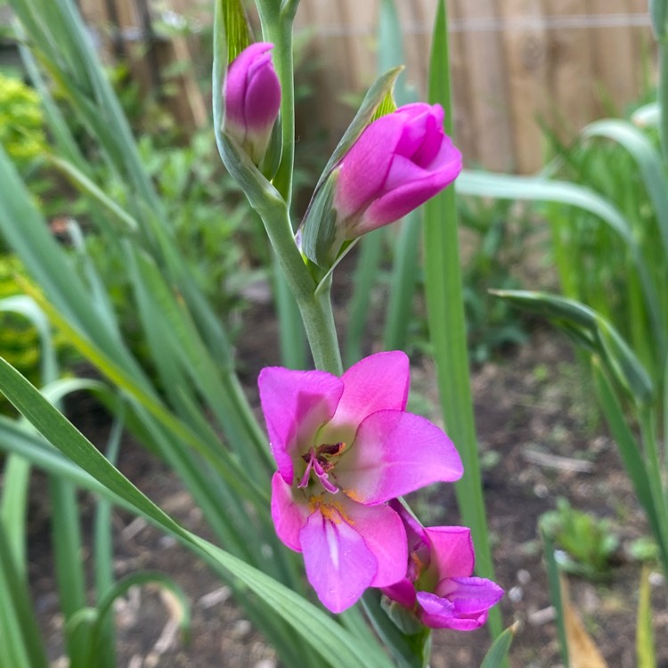 plant image 1665377