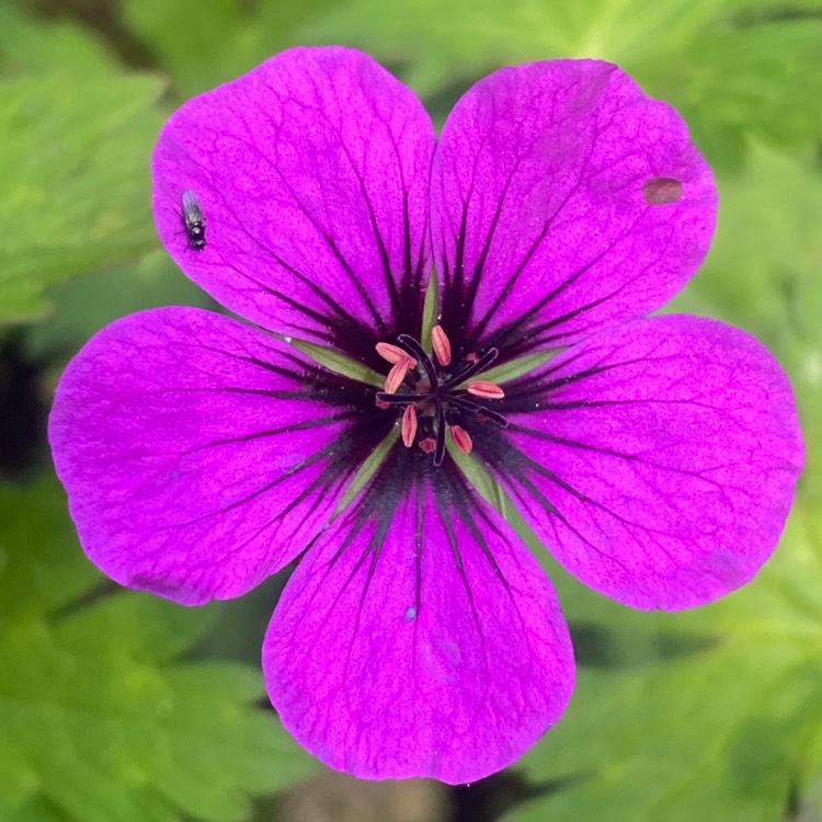 plant image 1666370 plant image 1666370