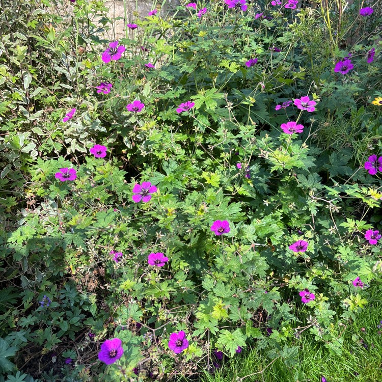 plant image 1690253 plant image 1690253
