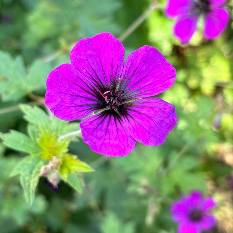 plant image 1690254 plant image 1690254