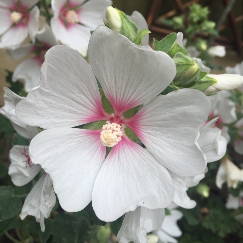 plant image 169395
