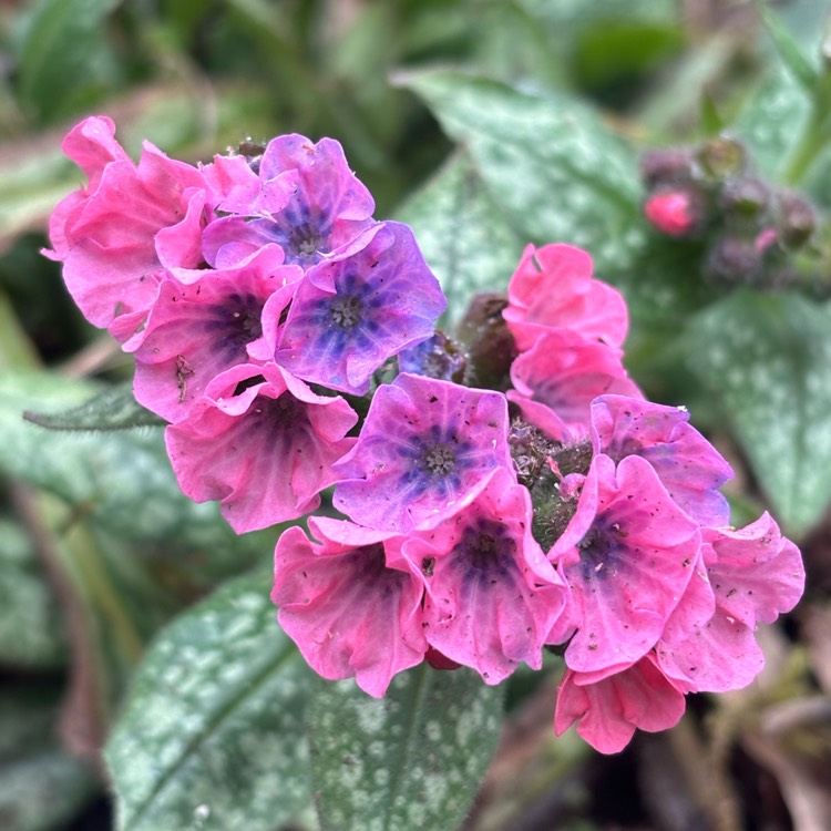 plant image 1700001