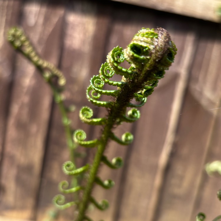 plant image 1705106 plant image 1705106