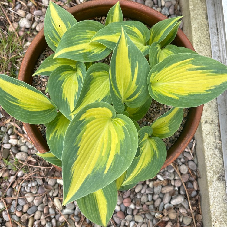 plant image 1706610
