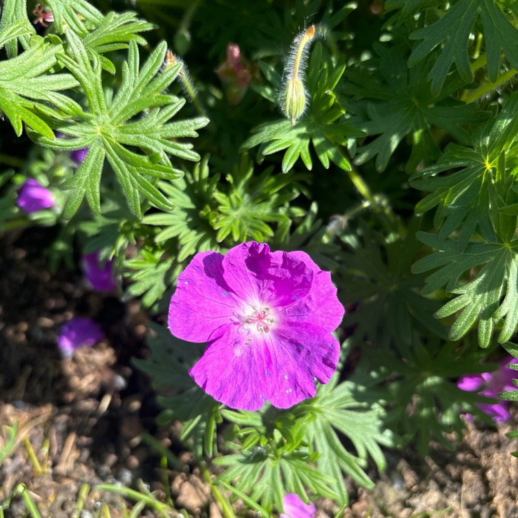 plant image 1707604 plant image 1707604